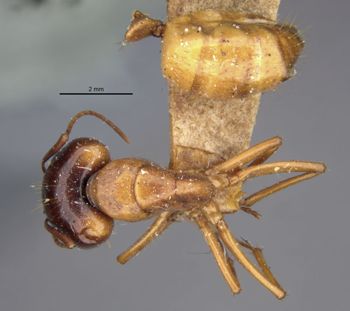 Media type: image;   Entomology 21452 Aspect: habitus dorsal view